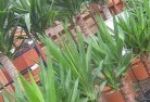 Boigbeatplant-nursery-10.jpg; ?>